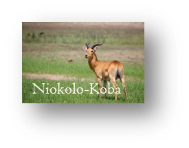 NIOKOLA-KOBA NATIONAL PARK SENEGAL